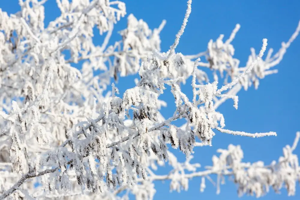 Frosted Branches decor wedding