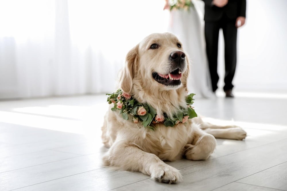 Pet-Friendly Wedding Venues