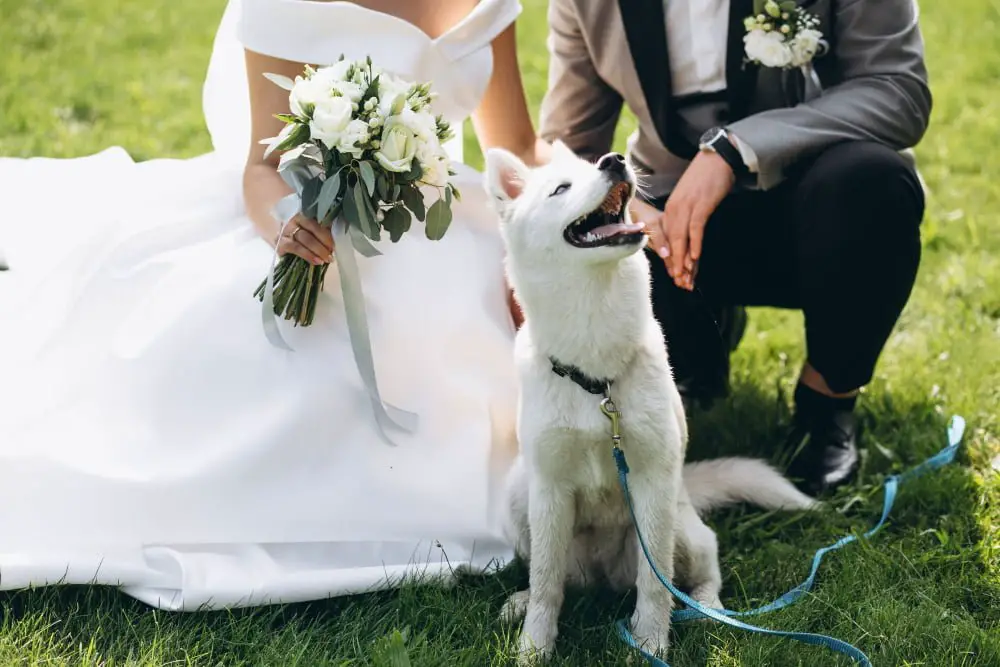 Pet in wedding venue outdoor