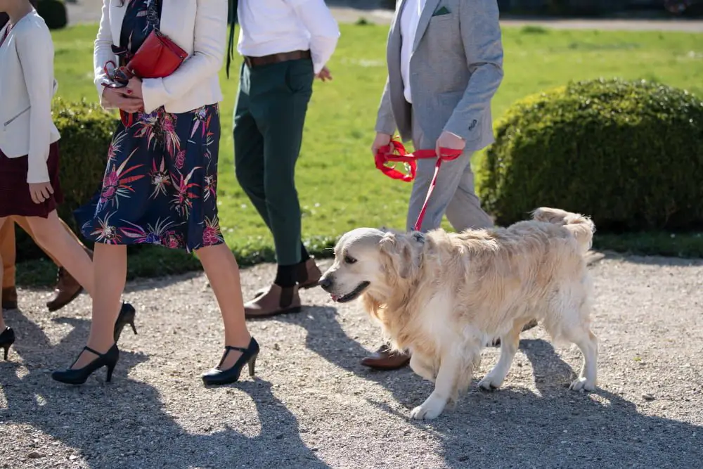 Pet walking wedding aisle