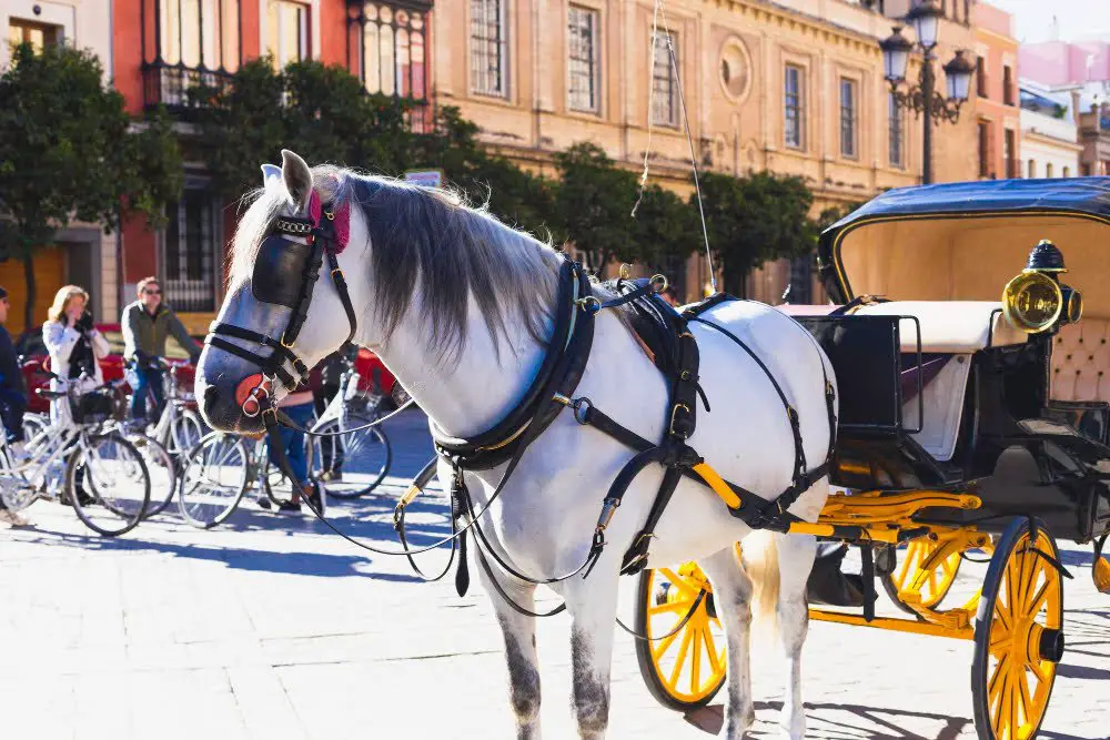 bride riding carriage horse