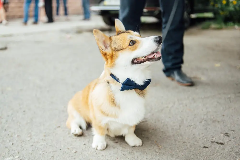 dog in a suit outdoor wedding
