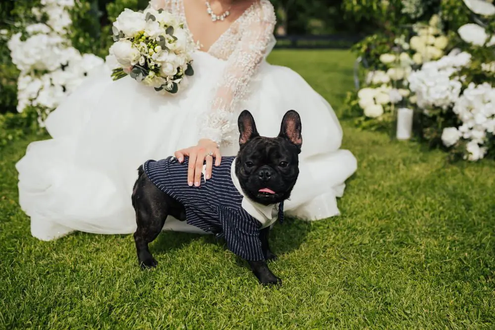 friendly dog in outdoor wedding