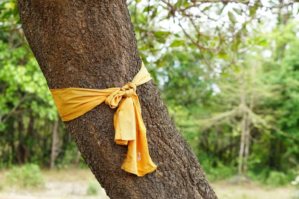 ribbons tied in tree wedding