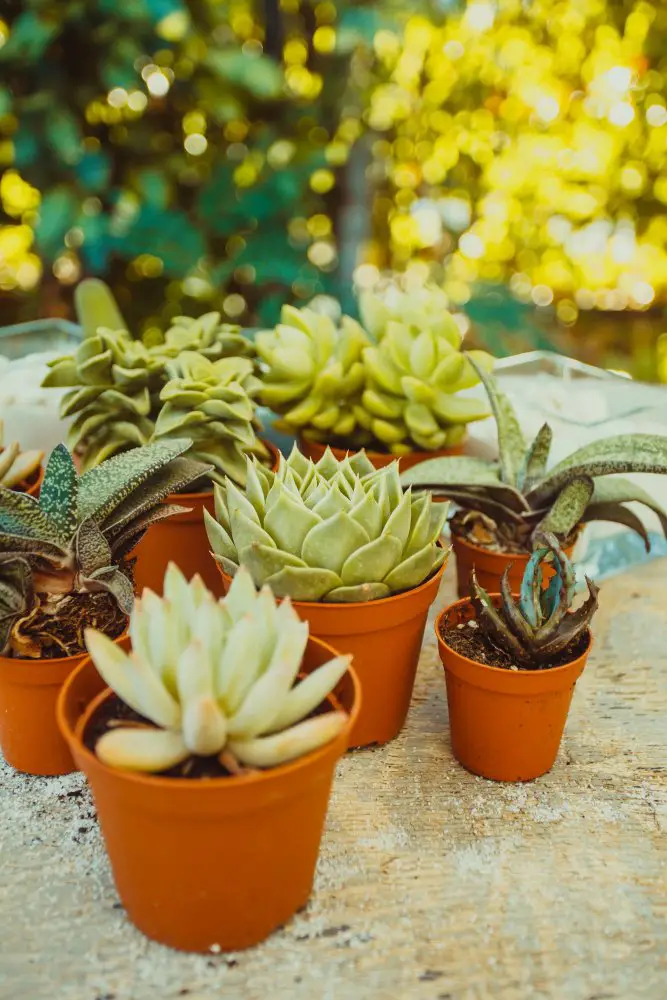 Terracotta Pot Favors