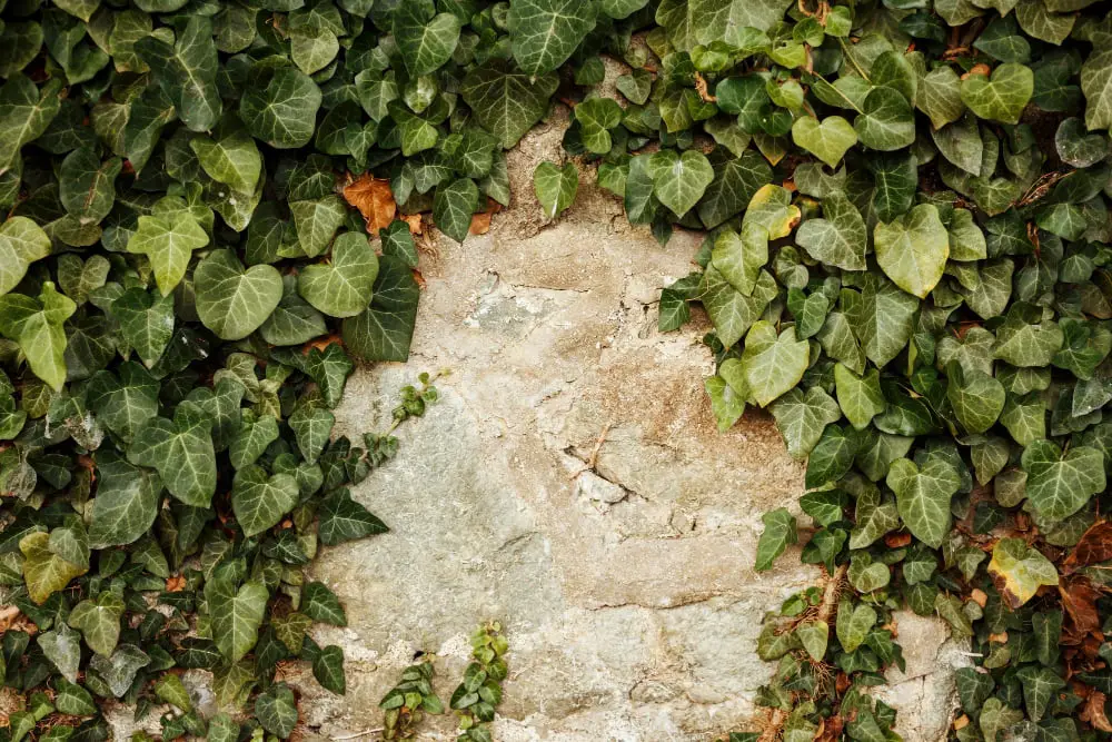 Ivy-Covered Stone Wall